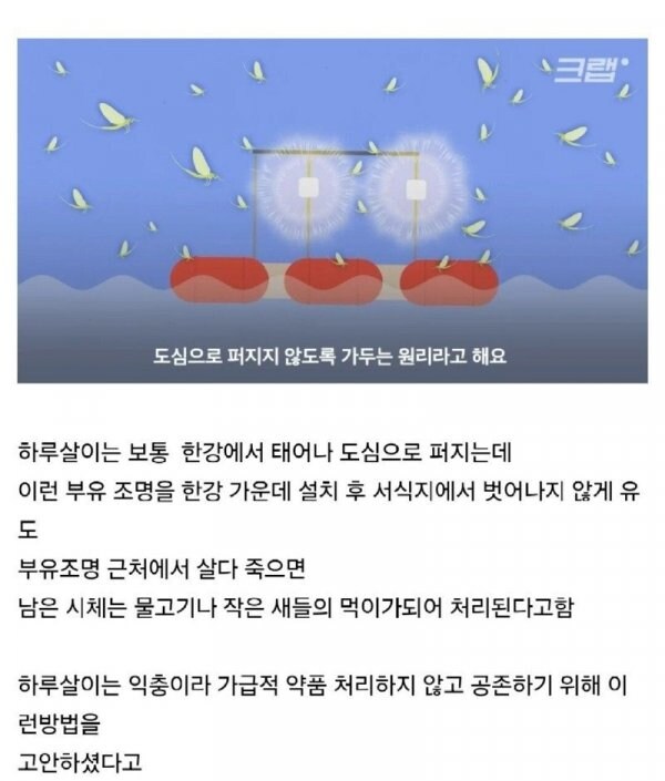 요즘 하루살이가 잘 안보이는 이유_1.jpg
