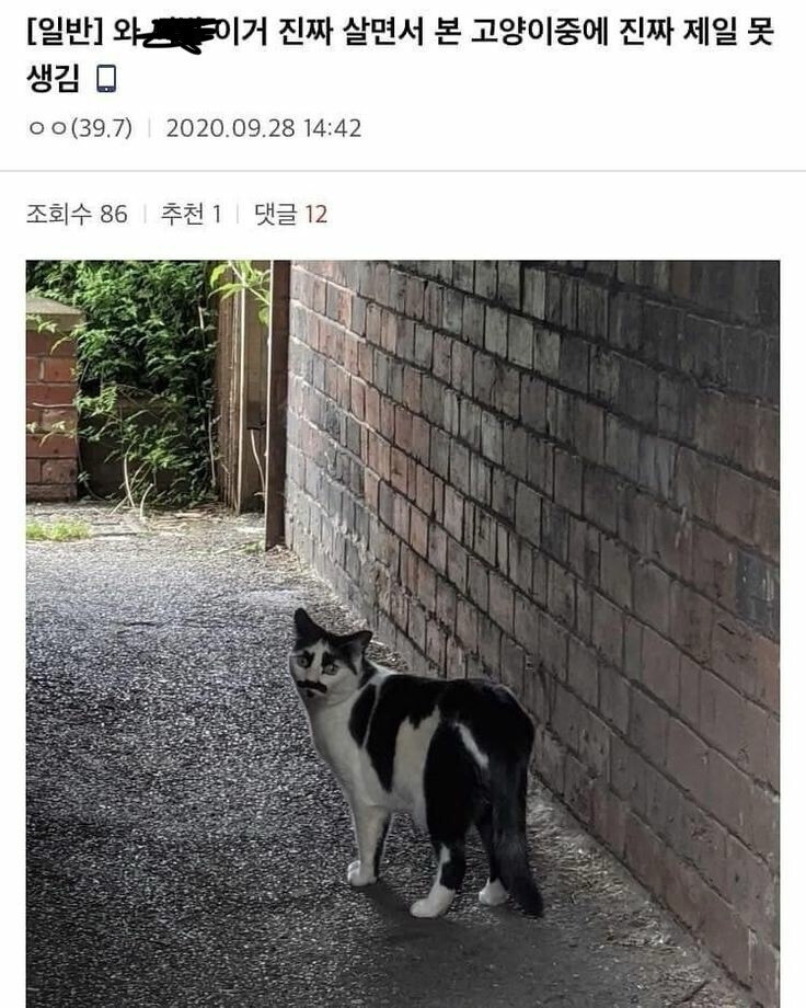 살면서 본 고양이중에 제일 못 생겼다는 고양이_1.jpg