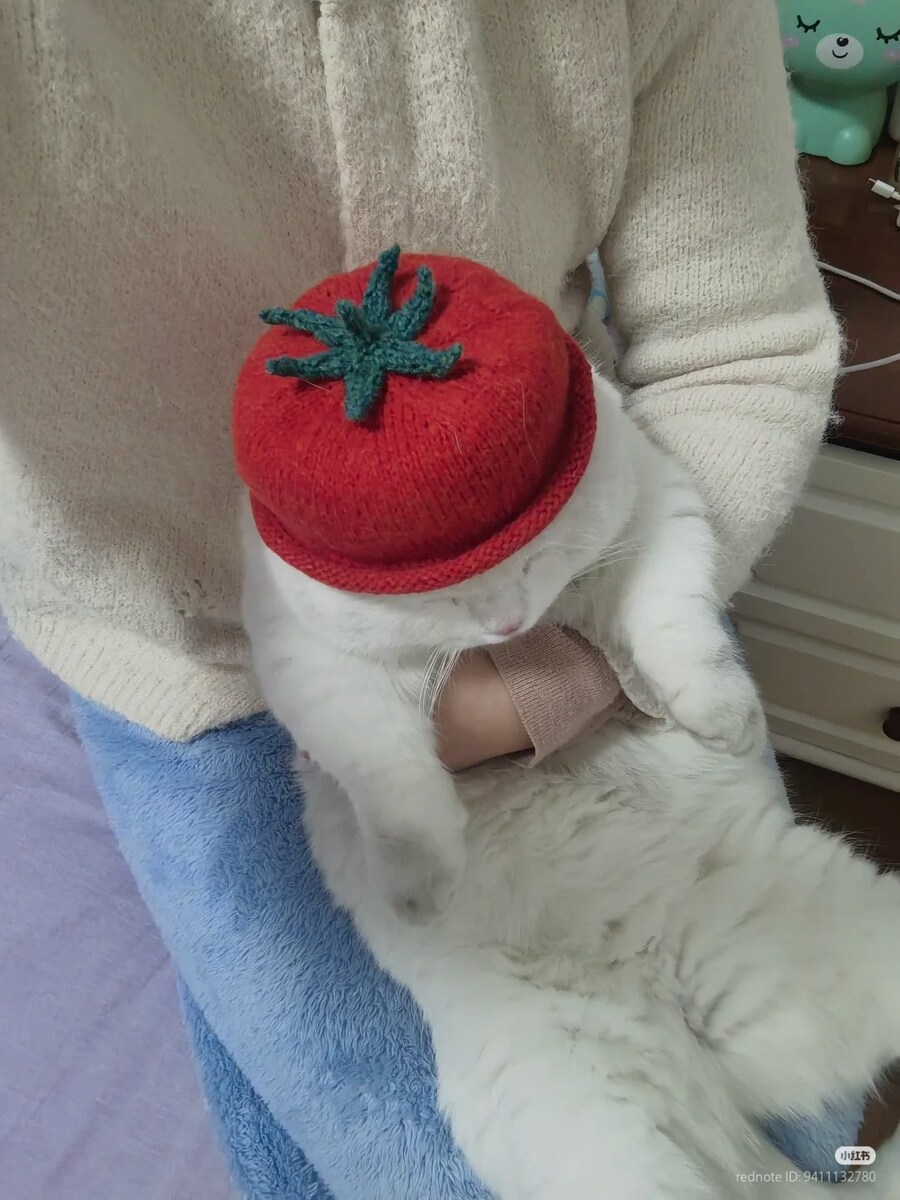 고양이: 나는 토마토가 싫어🍅_1.jpg
