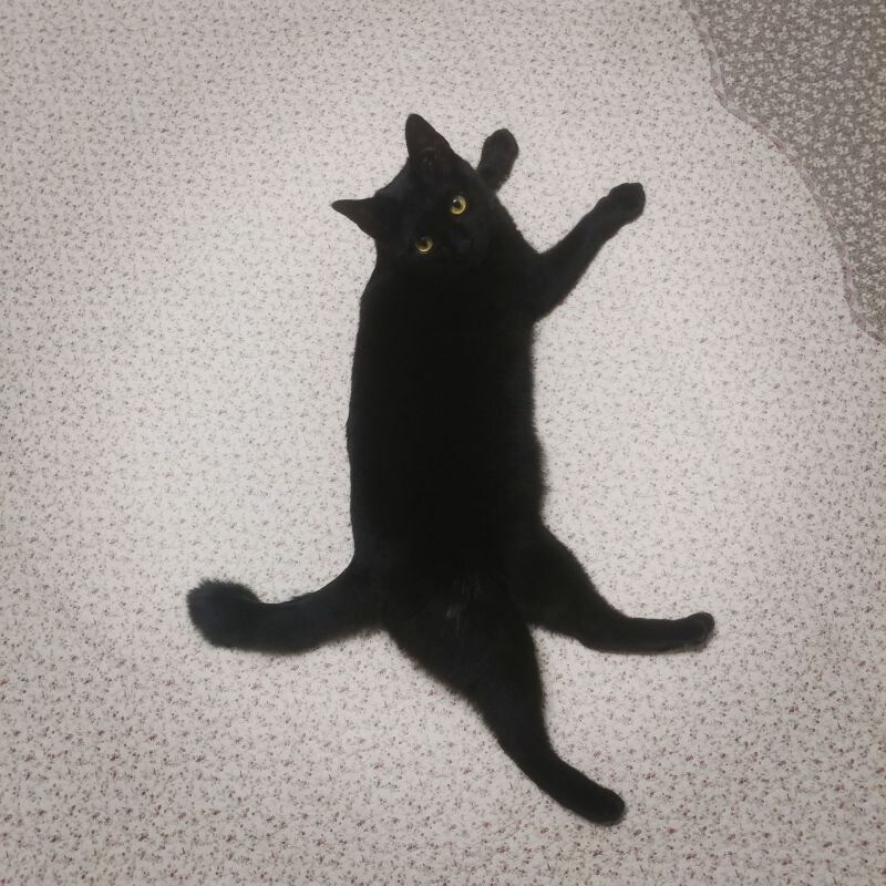 우리집 검은 고양이 4_6.jpg