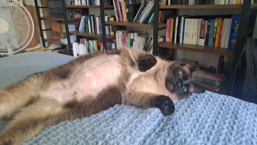 내일 고양이 이빨 뽑아_2.jpg