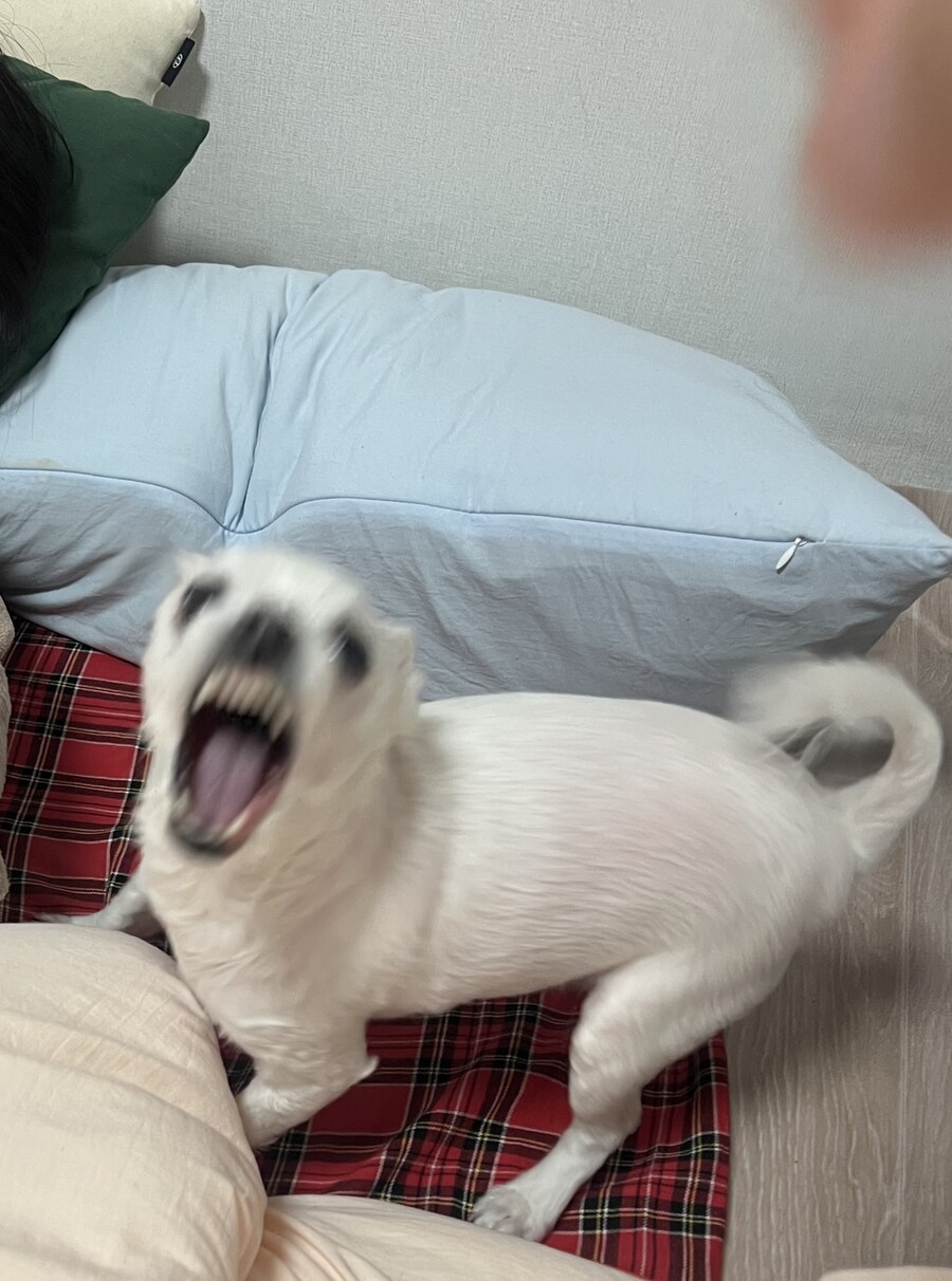 우리집 말티즈 보고가라_1.jpg