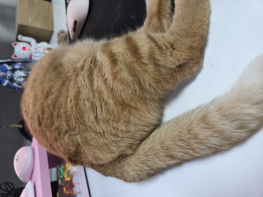 돼지_1.jpg