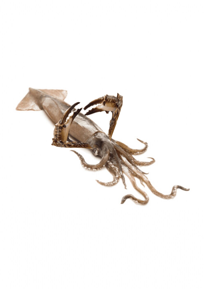 오징어게임_1.png