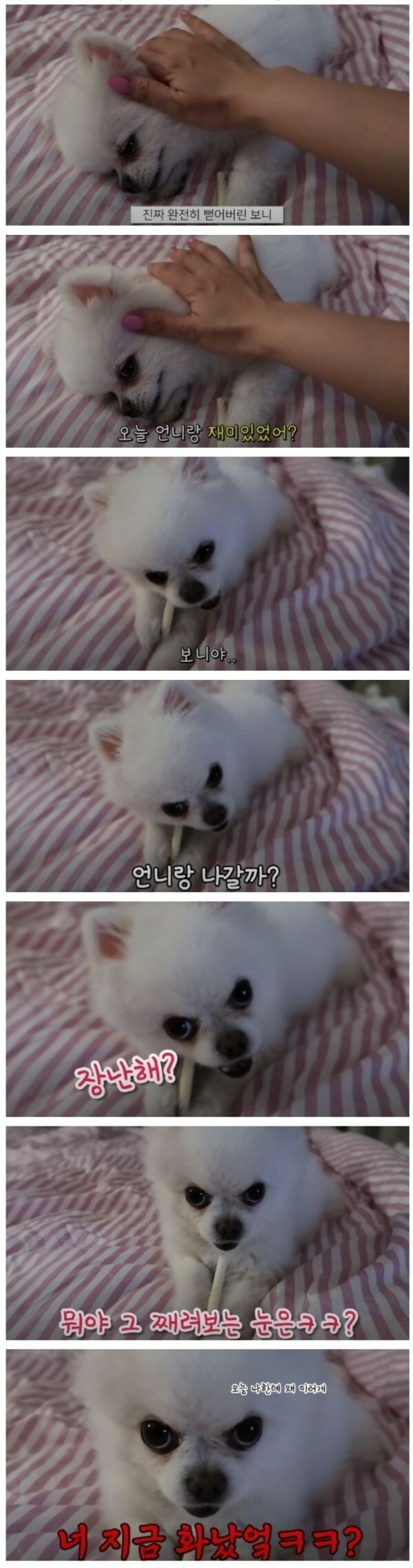 산책 7번당한 멍멍이 표정.jpg_1.jpg