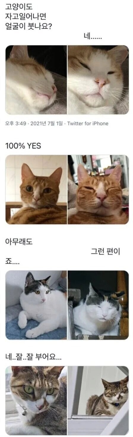 의외로 고양이도 겪는 것_1.jpg