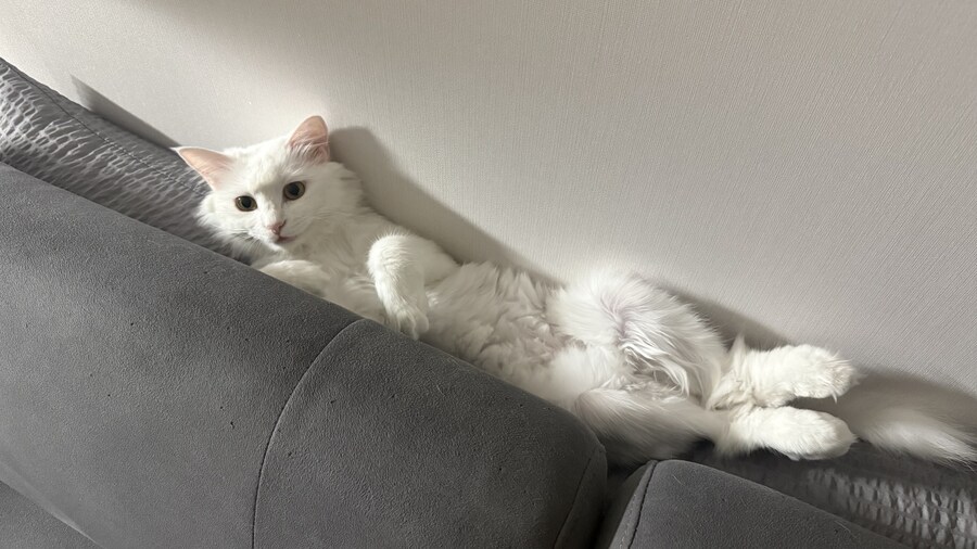 우리집 고양이 이쁘다고 해줘!!_2.jpg
