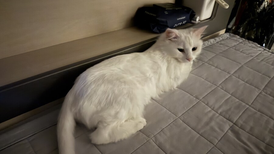우리집 고양이 이쁘다고 해줘!!_7.jpg