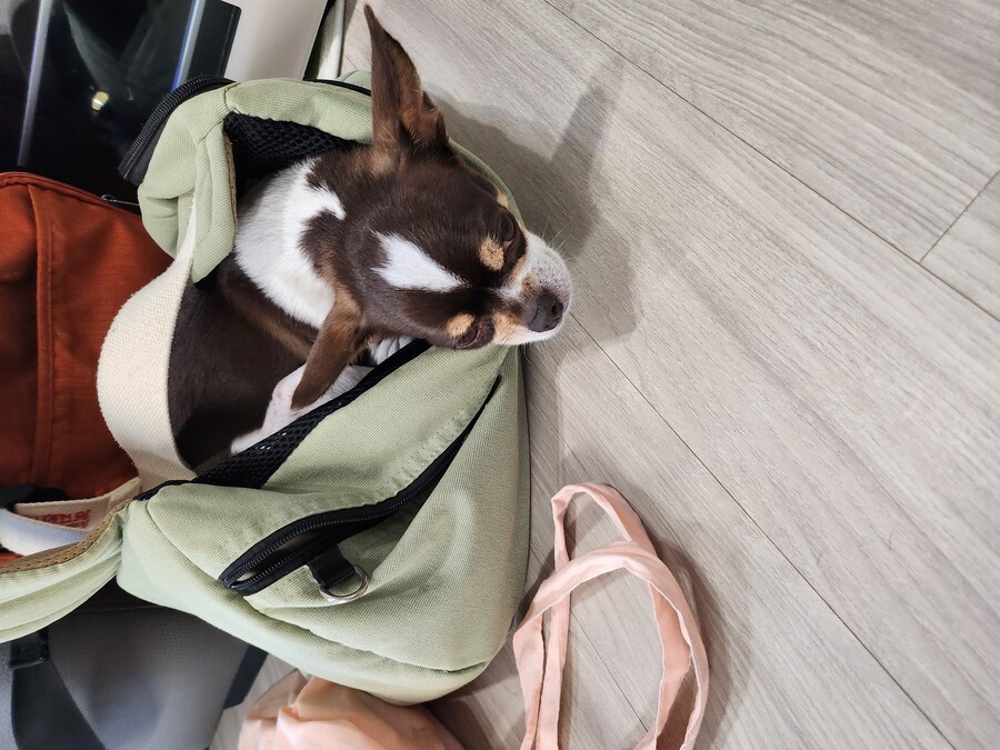 이모네 강아지 삐졌네ㅋㅋ_2.jpg