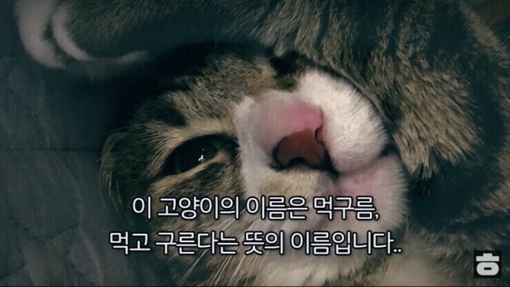 고양이 이름이 먹구름인 이유_1.jpg