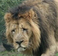 라오진) 이번 개발자 노트를 보게 된 사령관 유저들 상황_1.jpg