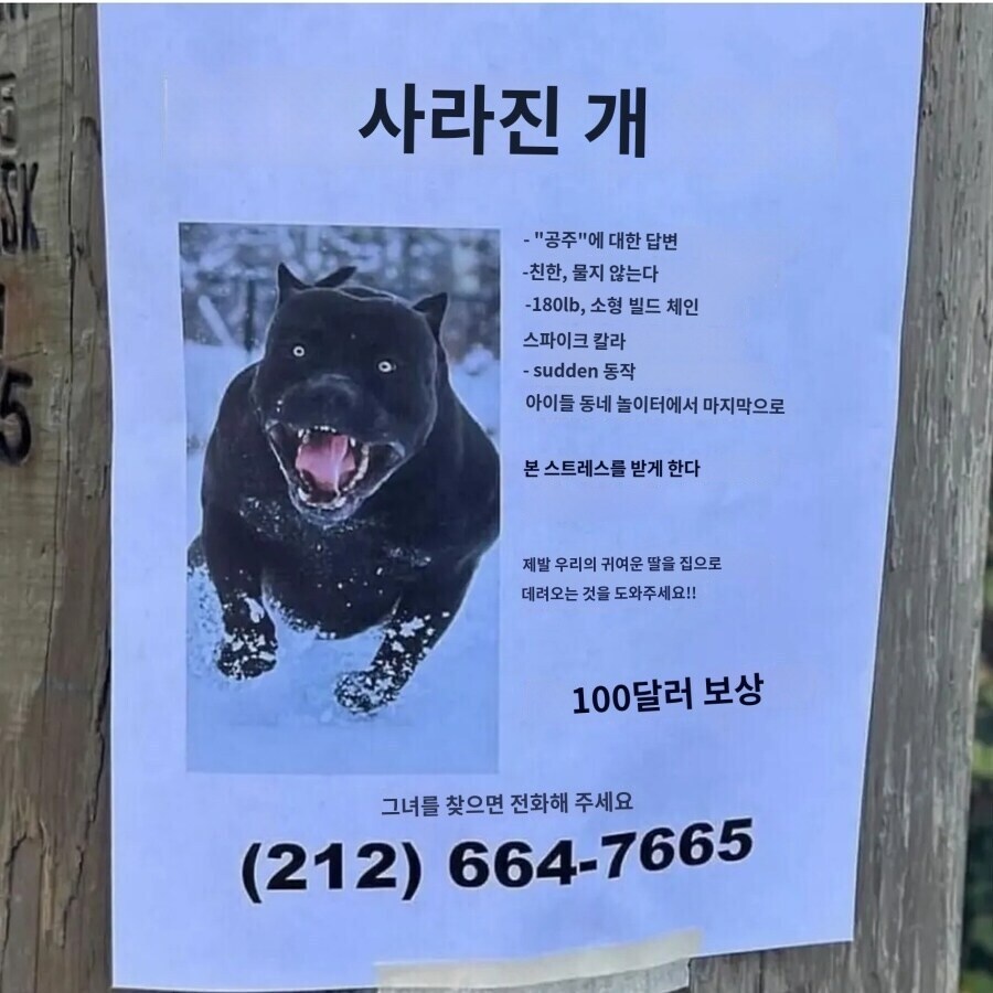 실종된 저희 공주를 찾아주시면 사례로 100달러를 드립니다.jpg_3.jpg