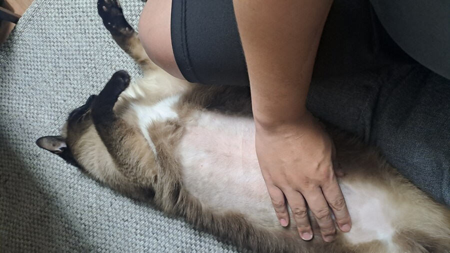 샤미센 재료 만지기_2.jpg