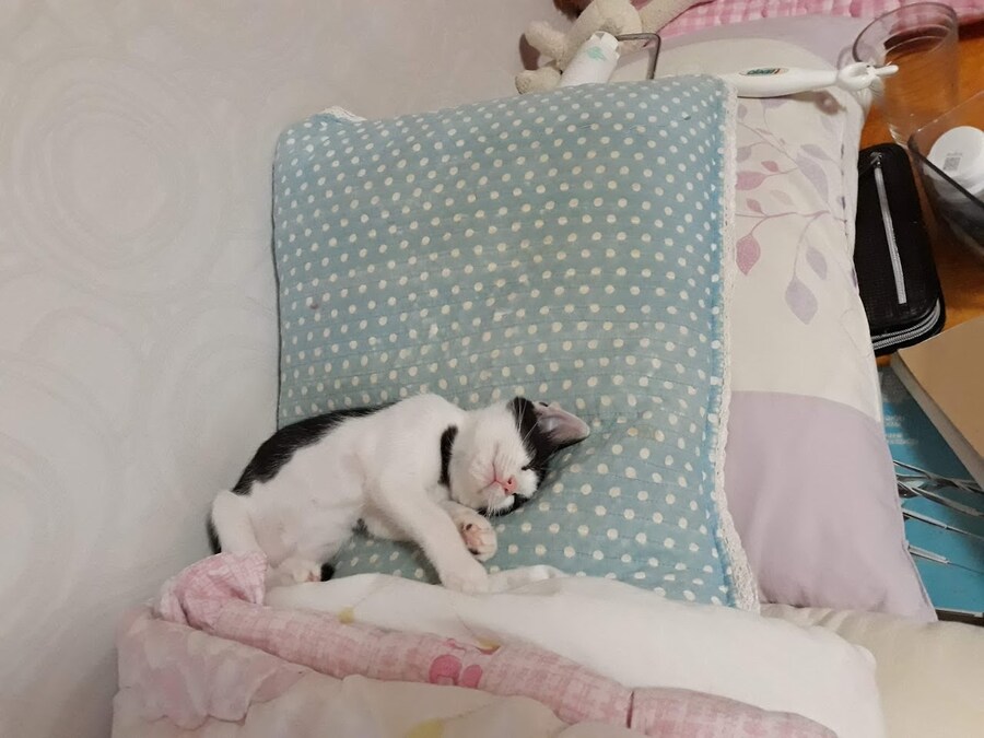 모닝 고양이_1.jpg
