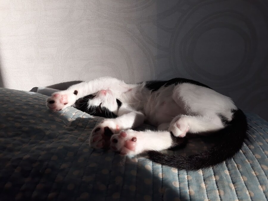 모닝 고양이_4.jpg