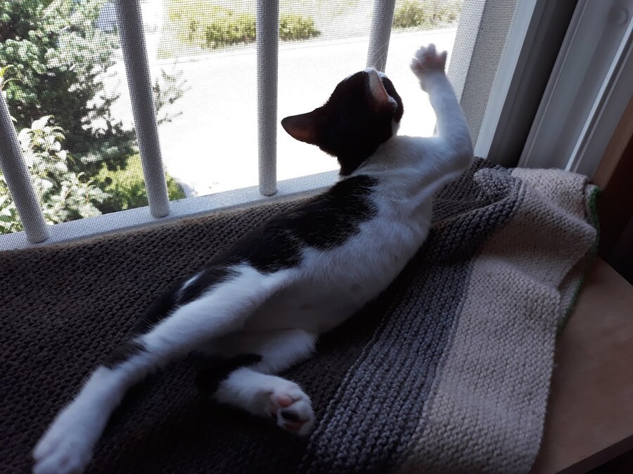 모닝 고양이_5.jpg