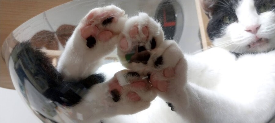 모닝 고양이_11.jpg
