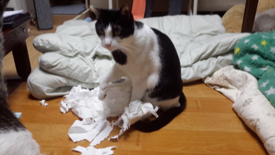 모닝 고양이_8.jpg