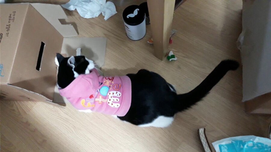 모닝 고양이_10.jpg