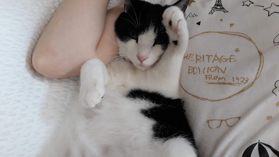 모닝 고양이_9.jpg