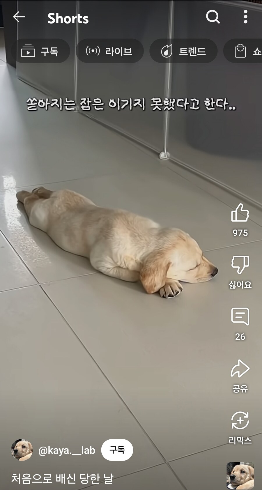 첫 예방 주사 맞고 와서 꿀잠 자는 댕댕이_1.jpg