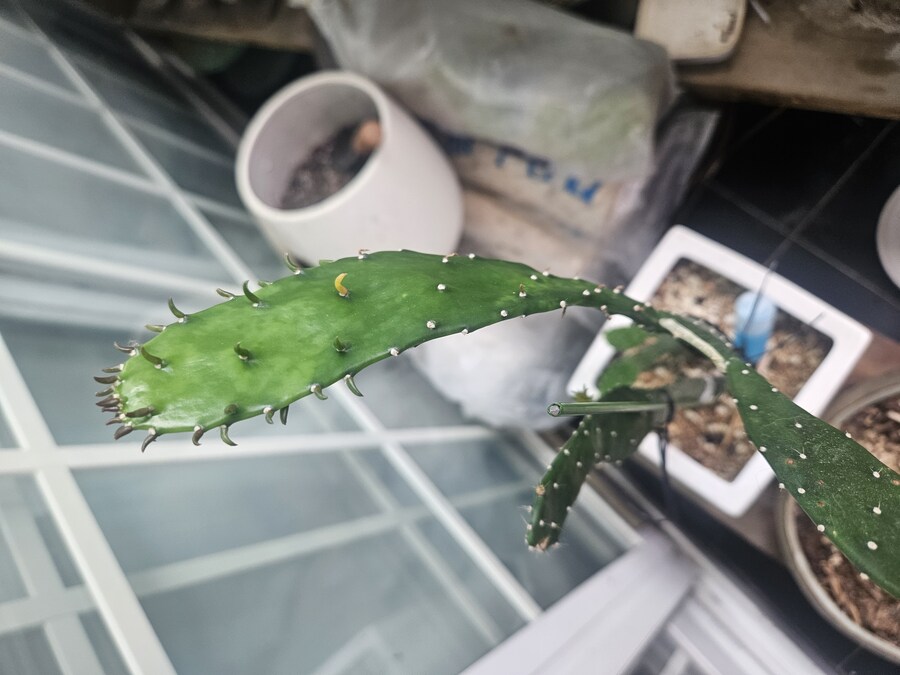 선인장에 꽃이필려는건가_1.jpg