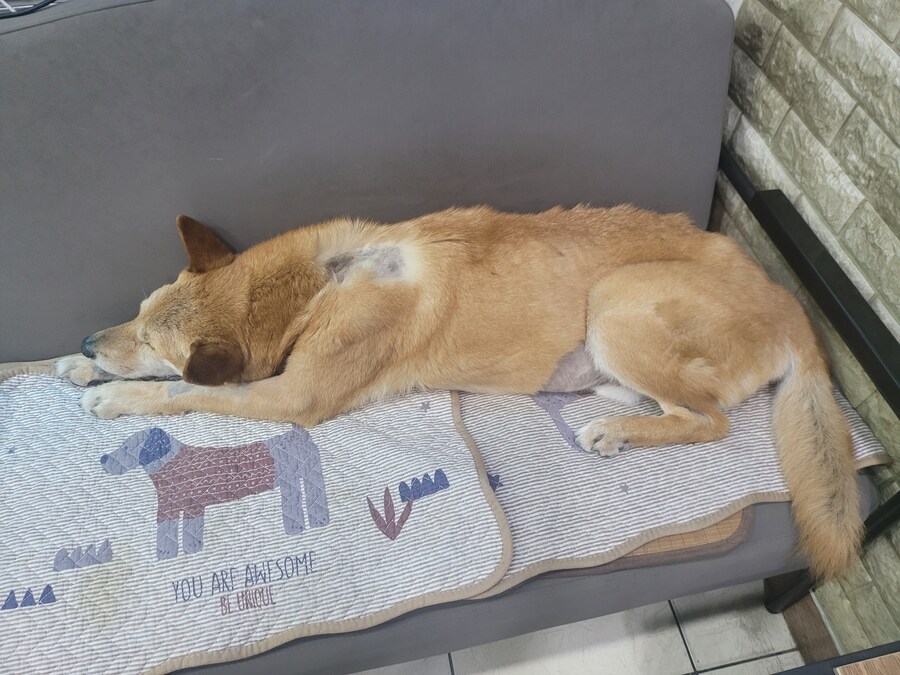 댕댕이) 길~~~죽해요_1.jpg