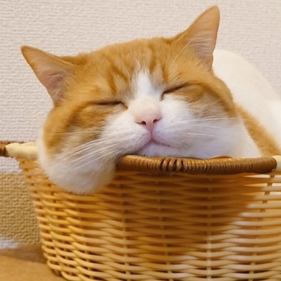 뽈살이 많은 냐옹이..._2.jpg