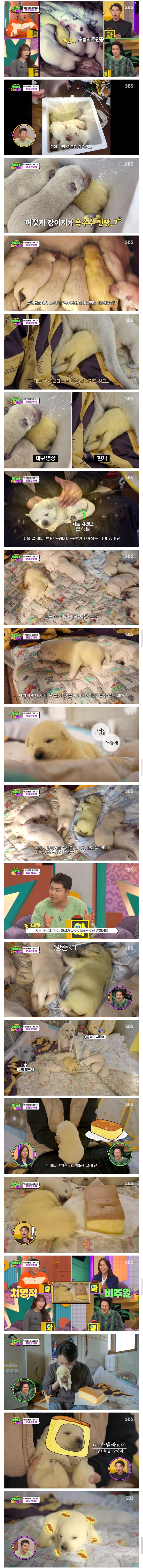 인절미들 사이에 카스텔라 한 조각.jpg_1.jpg