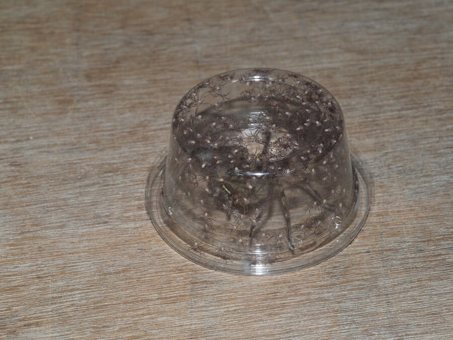 혐오주의) 집에 거미가 나타나서 그릇으로 가뒀다_1.jpg