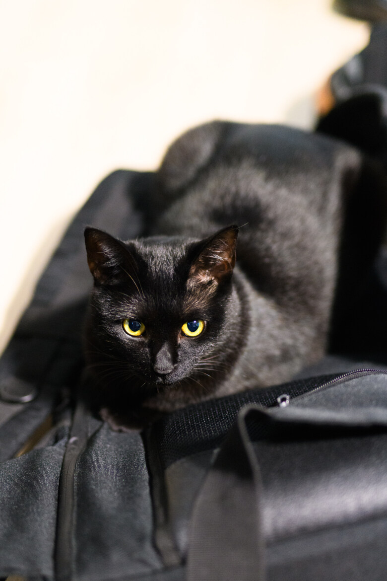 우리집 검은 똥괭이 5_6.jpg