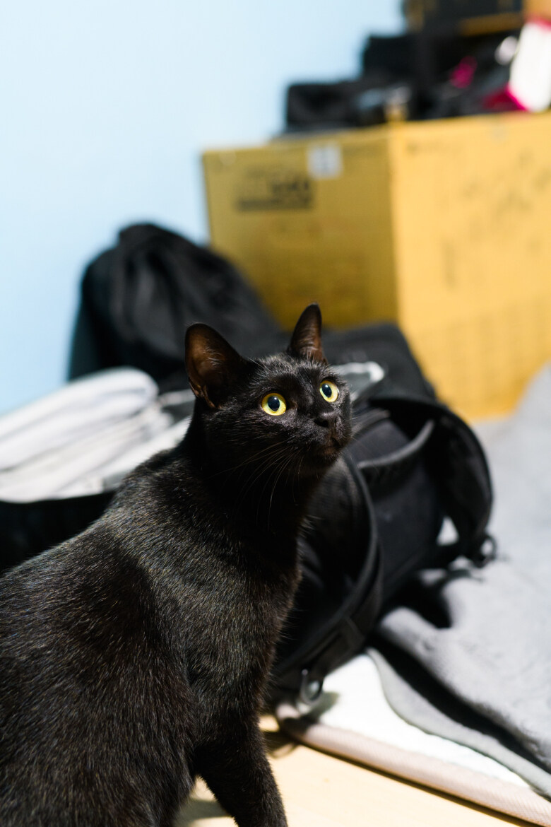 우리집 검은 똥괭이 5_7.jpg