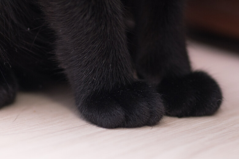 우리집 검은 똥괭이 5_9.jpg
