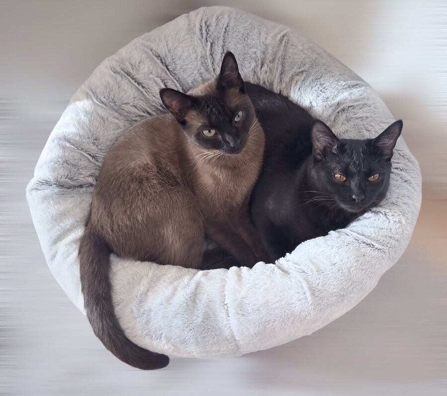 버튜버) 후레아 : 오늘은 고양이 데려온지 1년 기념_2.jpg