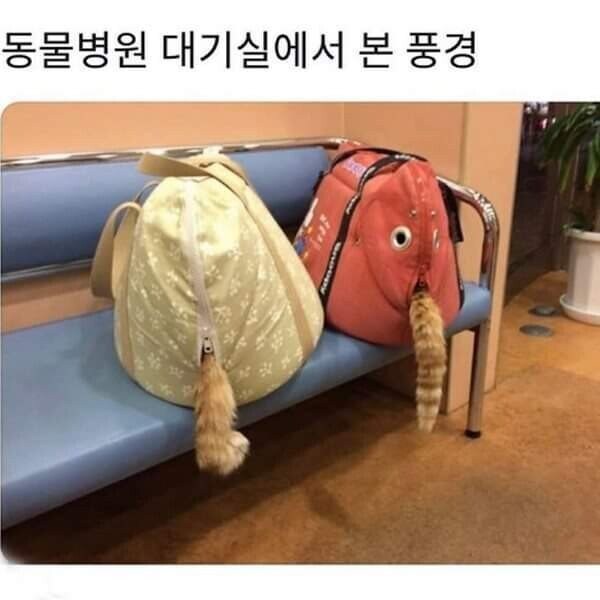 동물병원 대기실에서 본 풍경.jpg_1.jpg