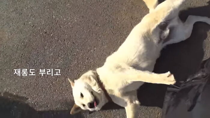 개랑 칭구하고싶다_3.jpg