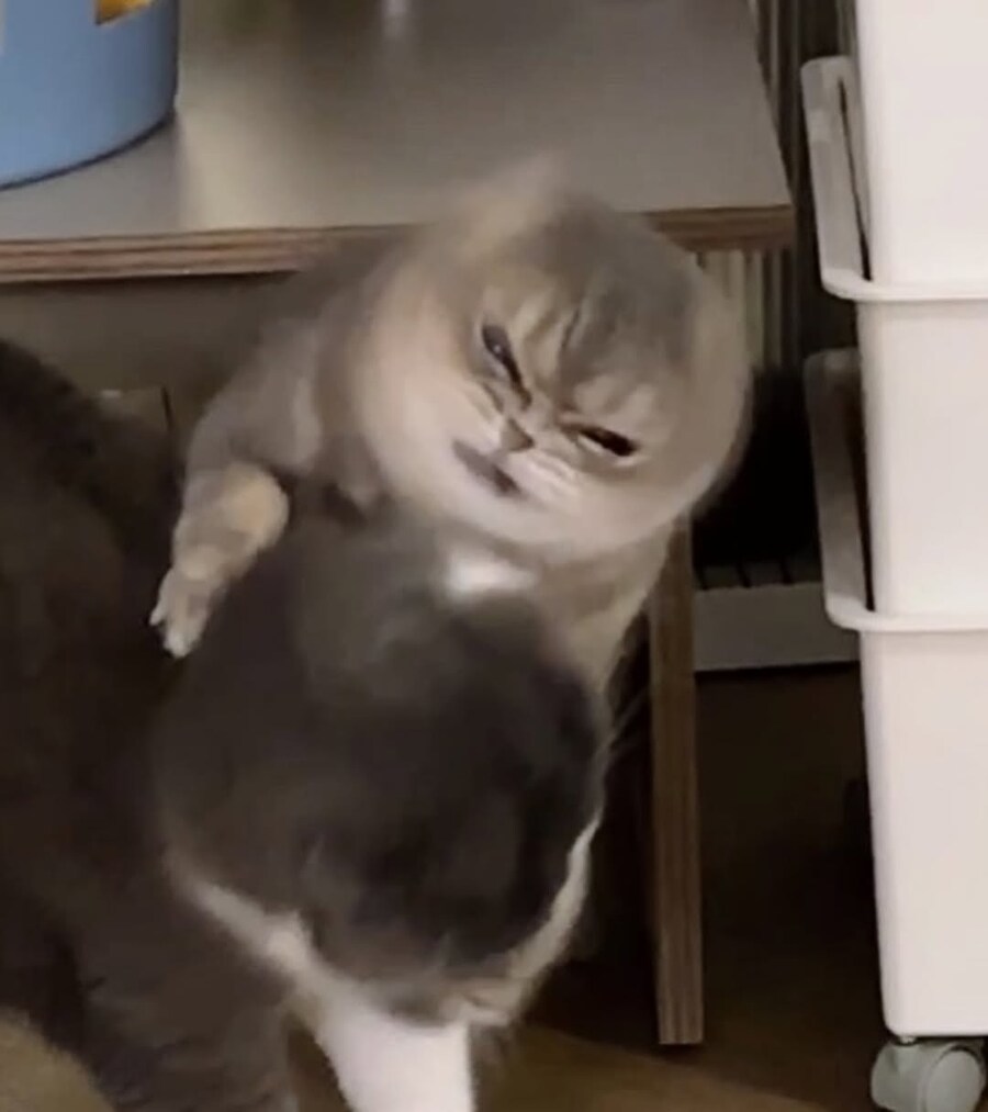 동생을 괴롭히는 순간의 냐옹이 표정..._2.jpg