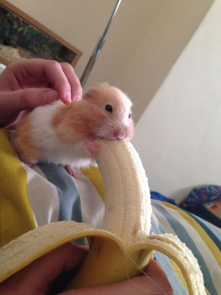 햄스터 바나나짤의 진짜 광기_1.jpg