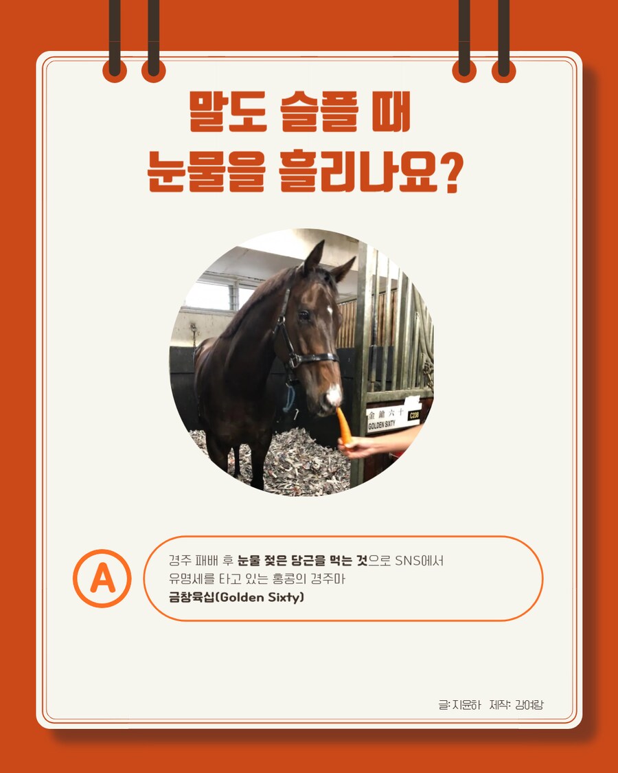 경마) 말이 눈물을 흘리는 이유는?_2.png
