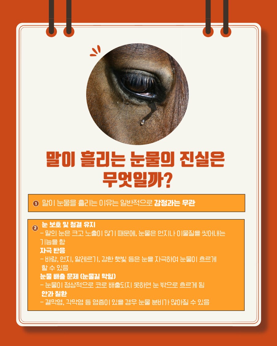 경마) 말이 눈물을 흘리는 이유는?_3.png