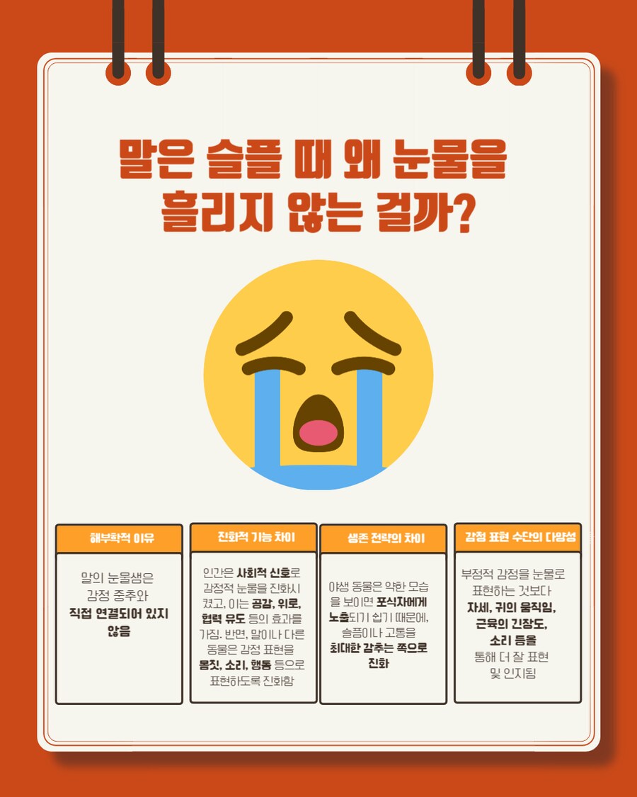 경마) 말이 눈물을 흘리는 이유는?_5.png