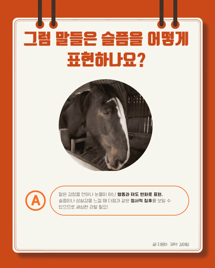 경마) 말이 눈물을 흘리는 이유는?_6.png