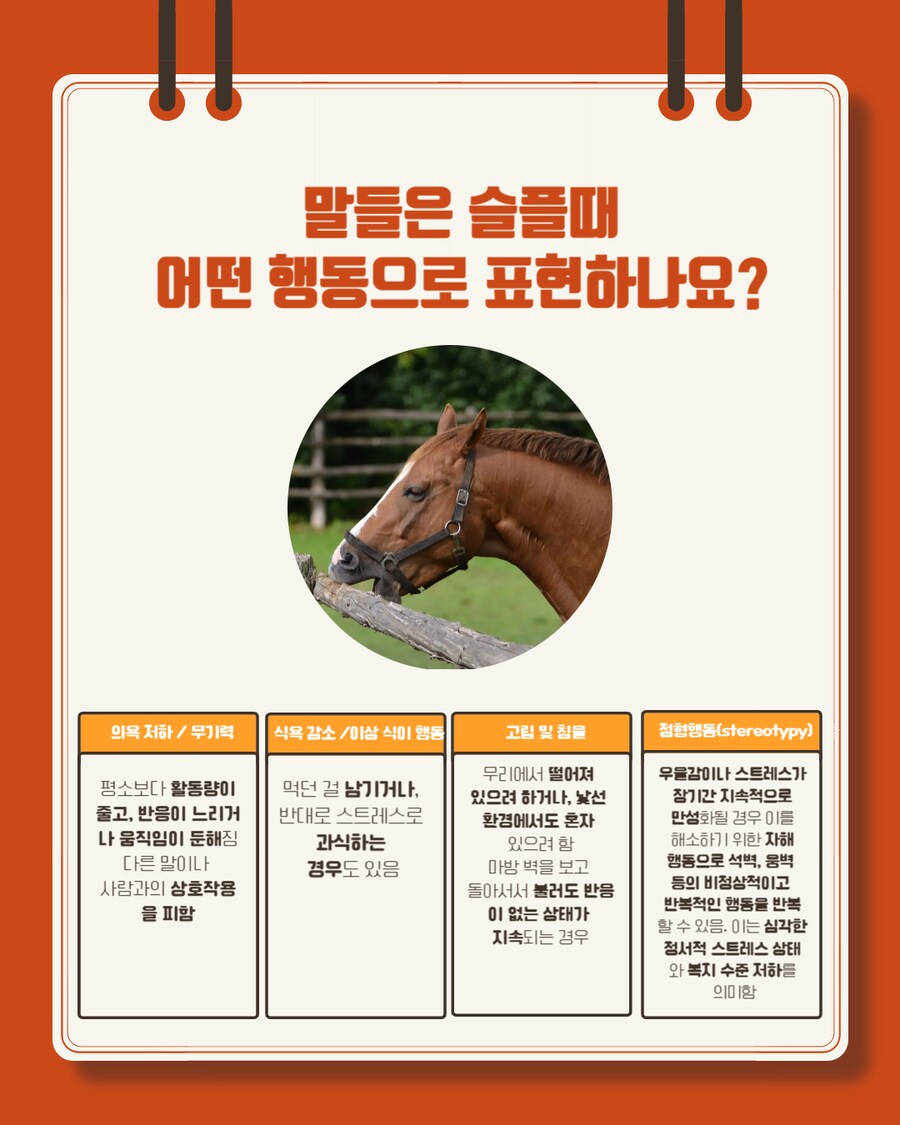 경마) 말이 눈물을 흘리는 이유는?_7.png