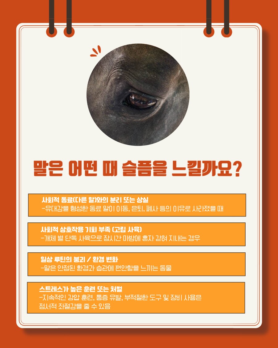경마) 말이 눈물을 흘리는 이유는?_8.png