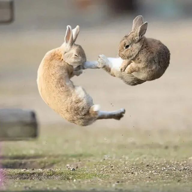 토끼 특.jpg_1.jpg
