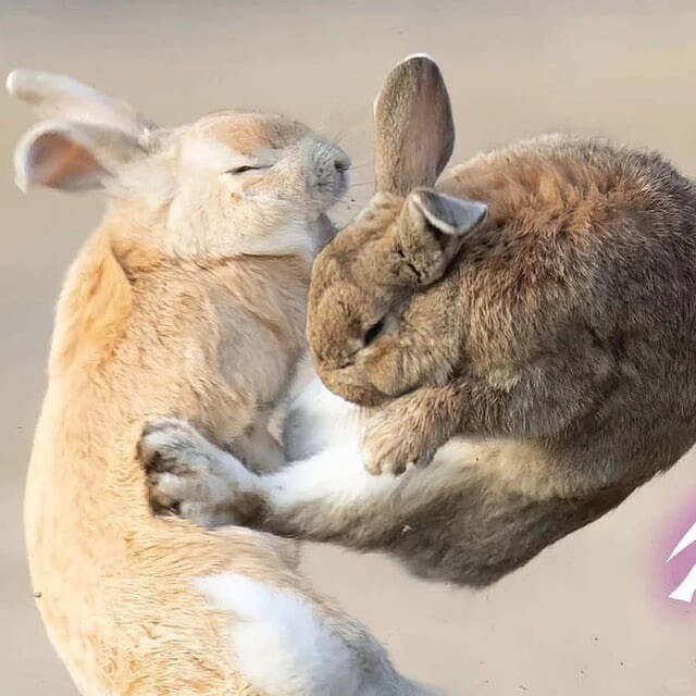 토끼 특.jpg_3.jpg