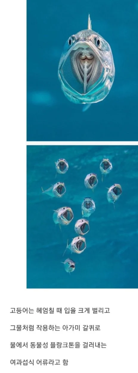 살아 있을 때 보면 어색한 고등어_1.webp