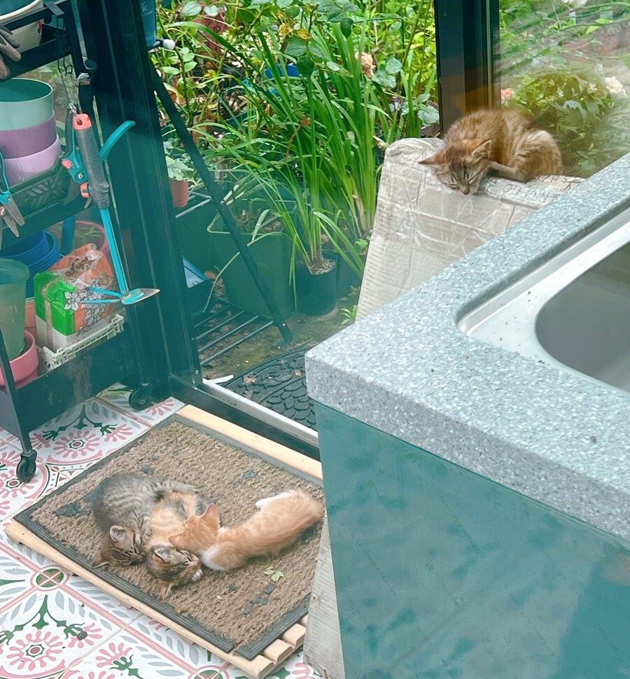 아기 고양이가 1마리가 사라져서 당황함_3.jpg