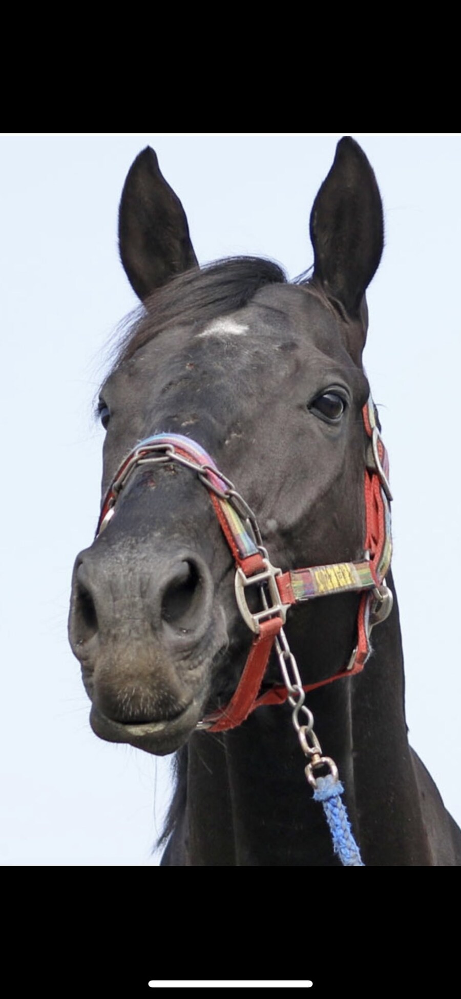 말딸,경마) 장애물G1 우승했던 고루시 아들 곰에게 습격당해..._2.jpg
