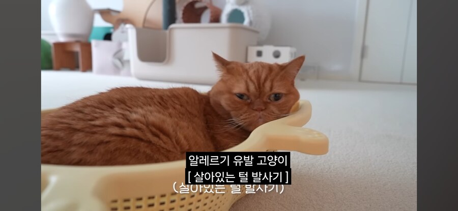 고양이 열마리 키우는 유튜버의 비밀_2.jpg